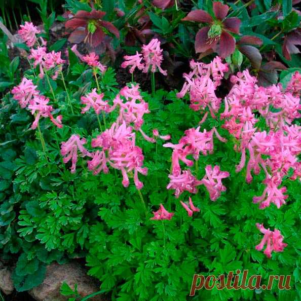 Многолетний садовый цветок Хохлатка (Corydalis). Клубневое травянистое многолетнее растение высотой 15-25 см. Цветет в апреле - мае.