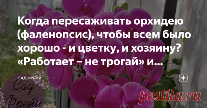 Когда пересаживать орхидею (фаленопсис), чтобы всем было хорошо - и цветку, и хозяину? «Работает – не трогай» и другие ситуации Давайте разберёмся, когда приходит время пересаживать фаленопсис. От внештатных ситуаций до плановой процедуры