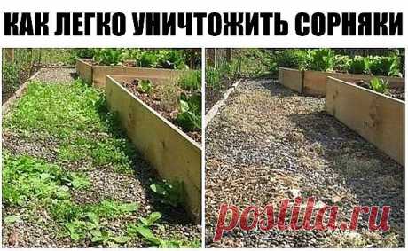 УНИЧТОЖИТЬ СОРНЯКИ

Чтобы уничтожить сорняки без гербицидов, используйте соль и уксус. Приготовьте раствор: . 1 литр уксуса обычного  9%  + ,примерно 1 стол лож соли и несколько капель гала (фери)  для жирной посуды. Хорошо перемешайте. Побрызгайте из обычной пшикалки, Утром вся трава засохнет.   

Эффективнее всего эта смесь работает в жаркий, солнечный день, когда дождя не ожидается, по крайней мере, в течение 24 часов.

Опрыскайте сорняки утром, вечером вы уже порадуете...