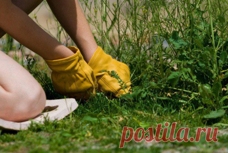 КАК эффективно бороться с сорняками