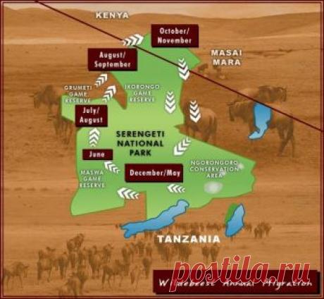 ЕЖЕГОДНАЯ МИГРАЦИЯ ЖИВОТНЫХ В ТАНЗАНИЮ: | Volmar Safaris | Яндекс Дзен