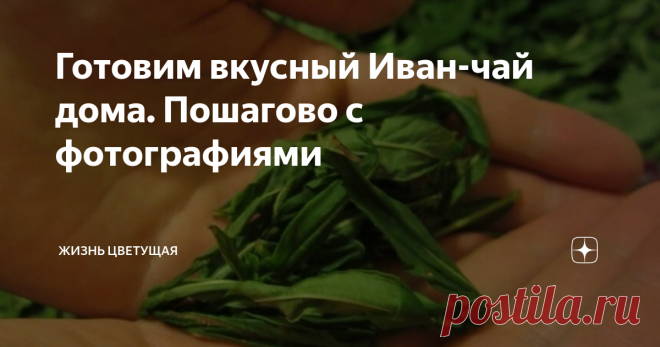 Готовим вкусный Иван-чай дома. Пошагово с фотографиями Сегодня я вам расскажу как мы заготавливаем иван-чай в домашних условиях. А потом радуемся этому замечательному напитку до следующего лета.  Чай получается насыщенным, бодрящим и очень ароматным! А еще он получается очень экономным (вам надо только собрать Кипрей и правильно его заготовить для чая), ;)
Кипрей, он же Иван-чай
Процесс заготовки чая