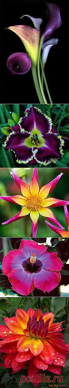 Pinterest