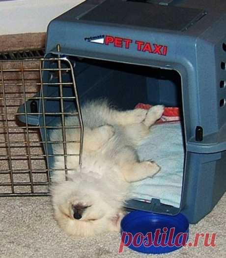 Спят усталые щеночки, в миске спят