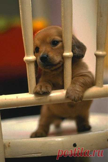 6 Cool Dog Facts ~ The Pet's Planet