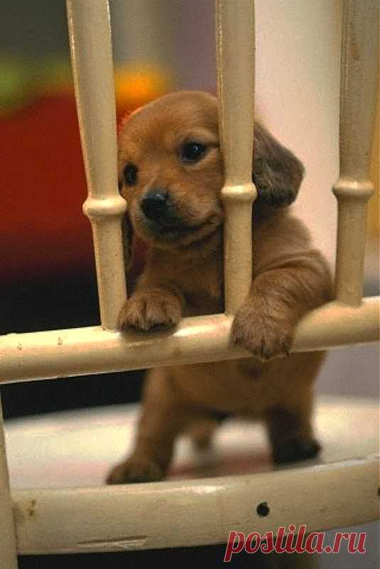 6 Cool Dog Facts ~ The Pet's Planet