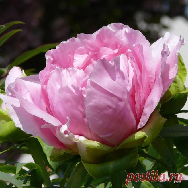 Не привыкайте никогда к любви, разменивая счастье на привычки, словно костёр на крохотные спички, не мелочись, а яростно живи! Не привыкайте никогда к губам, что будто бы вам издавна знакомы, как не привыкнешь к солнцу и ветрам иль ливню средь грохочущего грома! Да, в мелких чувствах можно вновь и вновь встречать, терять и снова возвращаться, но если вдруг вам выпала любовь, привыкнуть к ней - как обесцветить кровь иль до копейки разом проиграться!