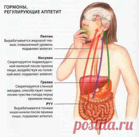 Чувство голода  Чувство голода, желание принять пищу являются жизненно важными инстинктами. Эти ощущения представляют собой настойчивые сигналы из головного мозга о том, что организм нуждается в питательных веществах. Хотя чувство голода неприятно, оно естественным путем побуждает нас принять пищу. Аппетит же — это приятное предвкушение блюд, которыми мы собираемся насладиться. Если есть выбор, большинство людей предпочитают удовлетворить свой голод чем-нибудь вкусным.