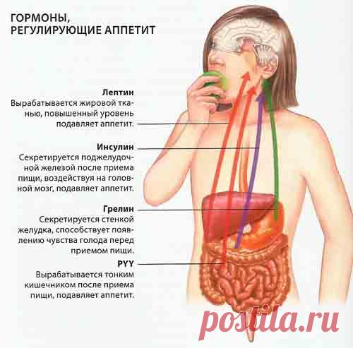 Чувство голода  Чувство голода, желание принять пищу являются жизненно важными инстинктами. Эти ощущения представляют собой настойчивые сигналы из головного мозга о том, что организм нуждается в питательных веществах. Хотя чувство голода неприятно, оно естественным путем побуждает нас принять пищу. Аппетит же — это приятное предвкушение блюд, которыми мы собираемся насладиться. Если есть выбор, большинство людей предпочитают удовлетворить свой голод чем-нибудь вкусным.
