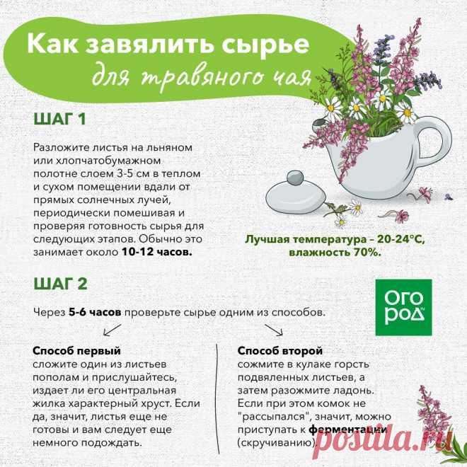 Как завялить сырье для травяного чая