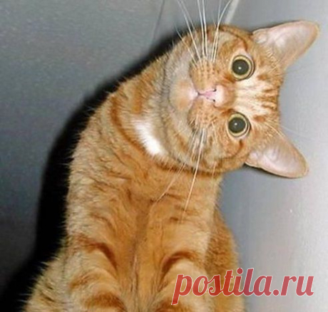 Пьяный мужик подобрал кота и приходит домой. Открывает жена. Мужик говорит: 
- А это обезьяна из джунглей.
- Ну какая же это обезьяна, - с улыбкой говорит жена, - это кот. 
- Не мешай, я с котом разговариваю.