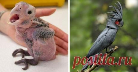 15 детёнышей животных, которые не похожи на своих родителей