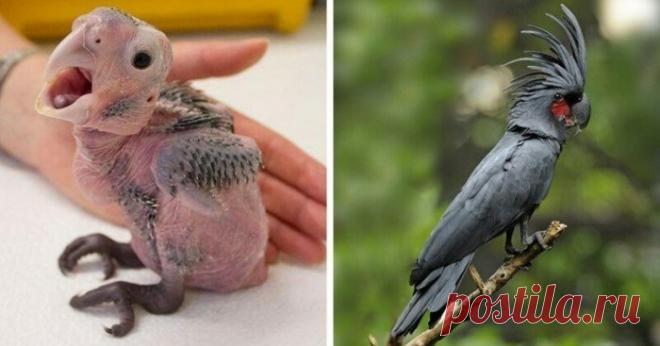 15 детёнышей животных, которые не похожи на своих родителей