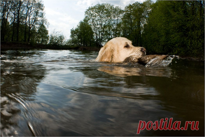 35PHOTO - Сергей Шанин - Охотница