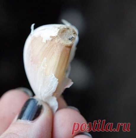 Чеснок, польза и применение