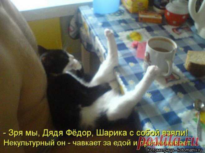 Очередная котоматрица / Болталка / Юмор