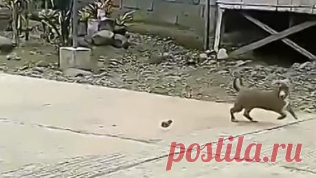 ГР. САМОЕ ИНТЕРЕСНОЕ ВИДЕО