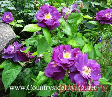 все о розах | Записи в рубрике все о розах | Дневник marinaZh