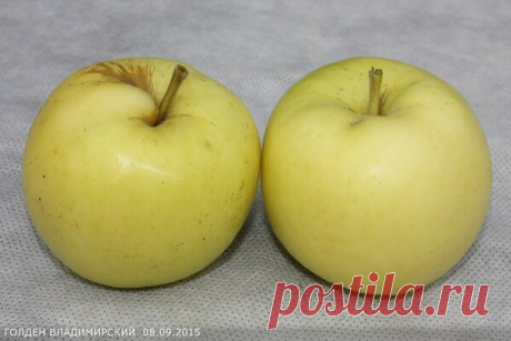 Живая пища против рака (день 12, новые вкусняшки) | Антон Дыкало | Яндекс Дзен