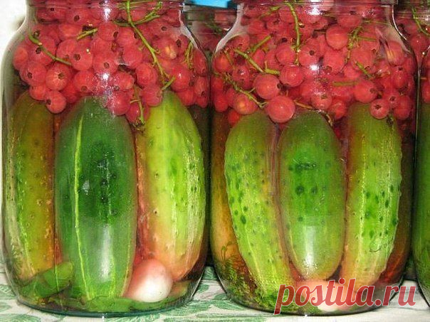 Рецепт Огурцов с красной смородиной..