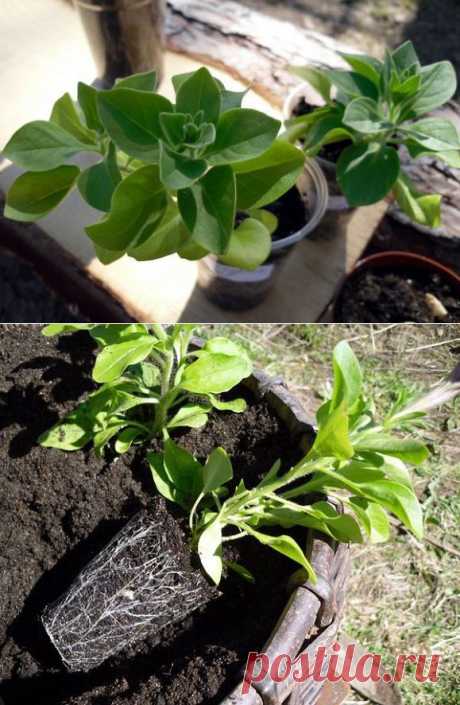 (2) Одноклассники