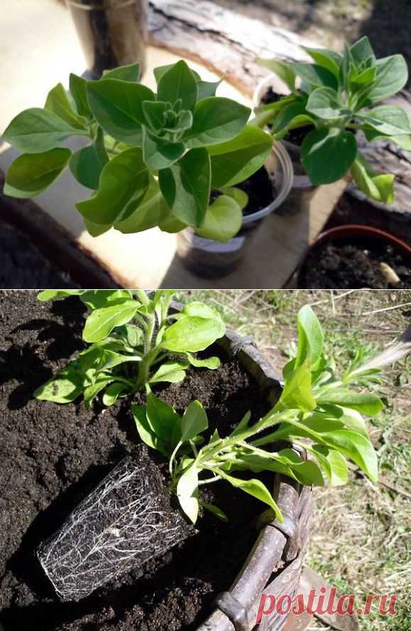 (2) Одноклассники