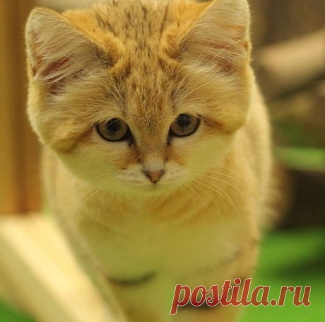 Sandcat