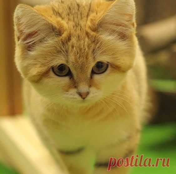 Sandcat
