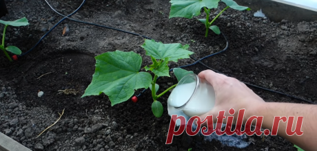 После этой подкормки, собираю огурцы раньше всех в округе. Сосед постоянно удивляется моему раннему урожаю | Дачные будни | Яндекс Дзен