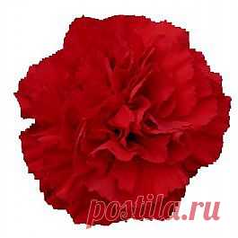 Nelson - Гвоздики