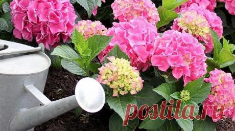 ЧЕМ ПОДКОРМИТЬ ГОРТЕНЗИИ.. | Журнал "JK" Джей Кей