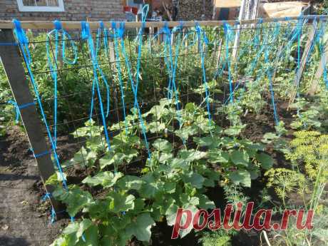 (2) Одноклассники