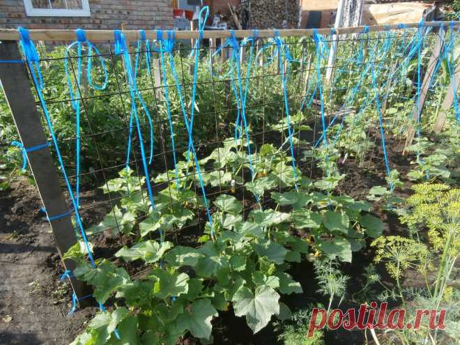 (2) Одноклассники