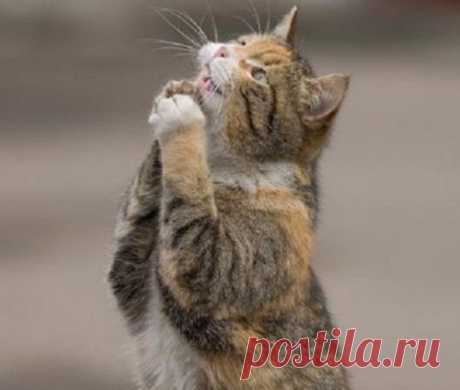 Котики, которым готов отдать всё / Питомцы