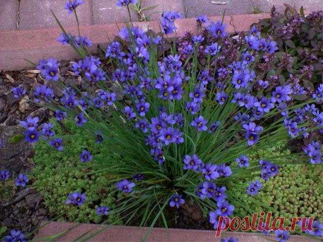 Сисюринхий – посадка и уход в открытом грунте, фото сортов Родственник ириса, сисюринхий – небольшой многолетник с очаровательными звездчатыми, голубыми или желтыми цветами. Это редкое растение заслуживает своего места в саду! Его нежные цветки хорошо сочетаются с другими многолетниками. Он идеально подходит для рокария, солнечного массива или посадки на краю пруда. В этой статье мы расскажем, как выращивать цветок голубоглазка или сисюринхий, о посадке и […]