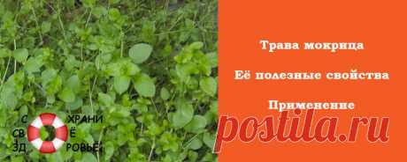 Трава мокрица. Её полезные свойства и противопоказания