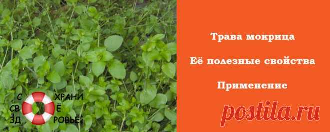Трава мокрица. Её полезные свойства и противопоказания