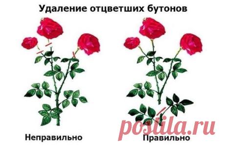 Регулярная обрезка роз – залог их пышного цветения и хорошего роста новых побегов. Однако очень важно проводить ее правильно. Иначе можно погубить растение. Мы расскажем, как этого не допустить.
Существуют несколько видов (степеней) обрезки. Они зависят от сезона, группы, к которой принадлежит роза, и высоты побегов растения.

 Короткая (низкая), или сильная, обрезка роз
Применяется весной (после снятия зимнего укрытия) для чайно-гибридных, полиантовых и роз флорибунда. А ...