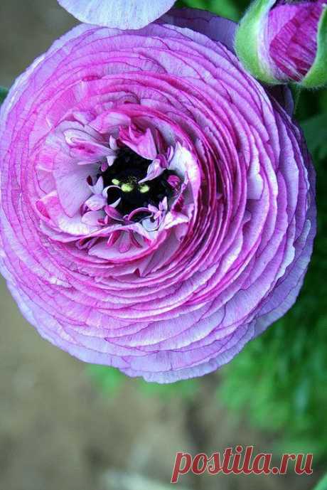 Purple Ranunculus