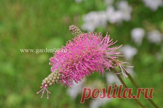 Кровохлебка тупая (obtusa) 250 руб, купить, фото, описание Кровохлебка тупая (obtusa) - травянистое многолетнее растение для сада. Цветение этой кровохлебки начинается в конце июля. Цветок - ершик, ярко-розового цвета с довольно-длинными волосками, на слегка поникающих стеблях. Высота кровохлебки - около 1 метра. Успешно будет расти как на солнечном месте, так и в полутени.  Кровохлебка тупая (obtusa) - милое растение, не требующее специальных навыков выращивания, подойдет...