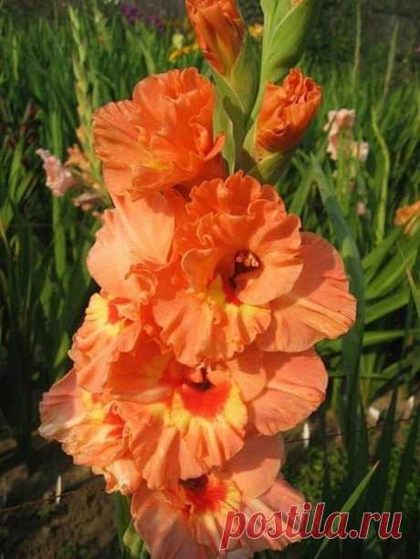 (15) Мой Мир@Mail.Ru