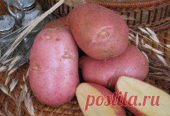 Сорта картофеля в Беларуси - фото | Характеристика сортов картофеля - Ред Скарлет, Гала, Импала