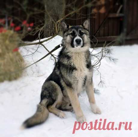 Грей в добрые руки. Москва и МО. Щенок-мальчик Грей, 6 месяцев, 20 кг., в 60 см. в холке. Здоров, обработан от паразитов, готовится к прививке. Он метис. Очень ласковый, любознательный, энергичный пёс. Невероятный симпатяга. Знает команды: сидеть, лапу; спокойно гуляет на поводке, учится ходить рядом, терпит выгул. Ориентирован на человека, хорошо относится к детям, ладит с сородичами и кошками. Есть сухой корм и натуралку. Вырастет большим и сильным кобелем. Куратор: 89264809492 Инна