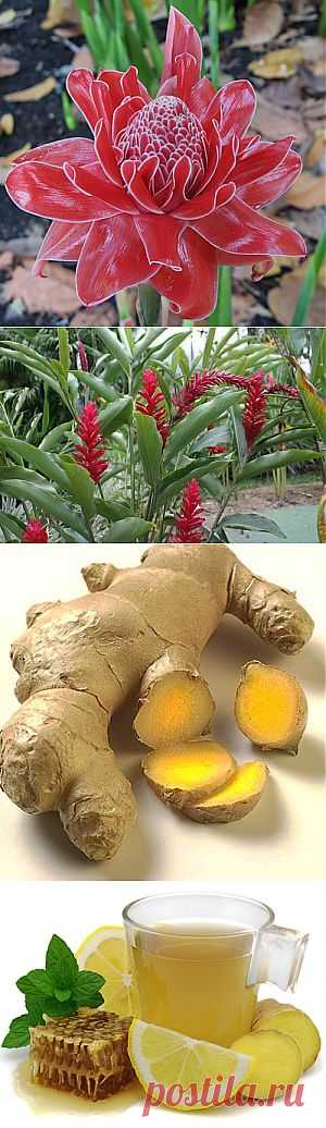 Имбирь | ШАГ НАВСТРЕЧУ