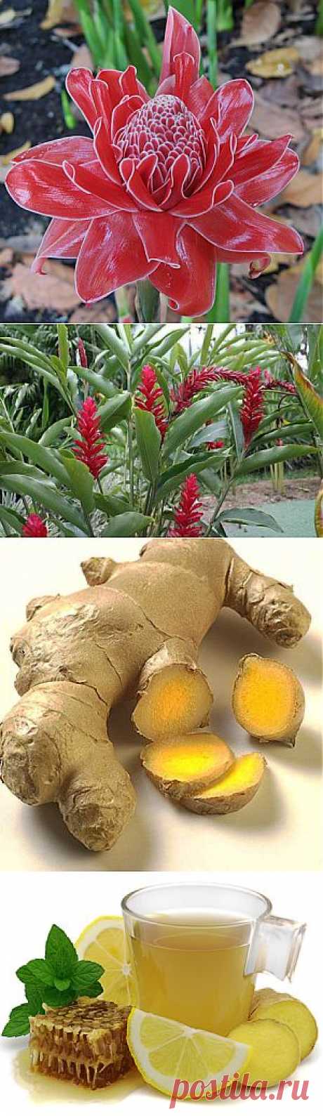 Имбирь | ШАГ НАВСТРЕЧУ