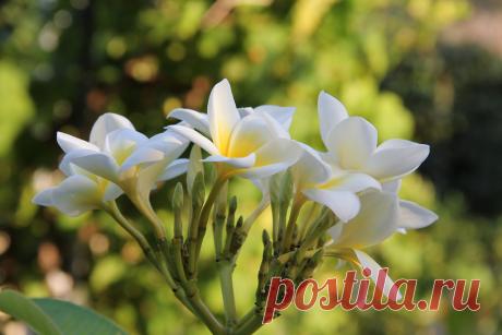 Плюмерия/Plumeria/Экзотические цветы
