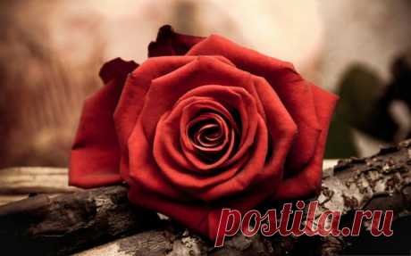 Доброе утро!))) Всем отличного настроения! )))😊🌺🌺🌺