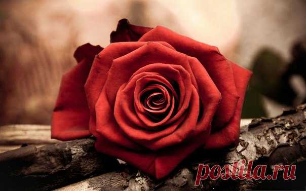 Доброе утро!))) Всем отличного настроения! )))😊🌺🌺🌺