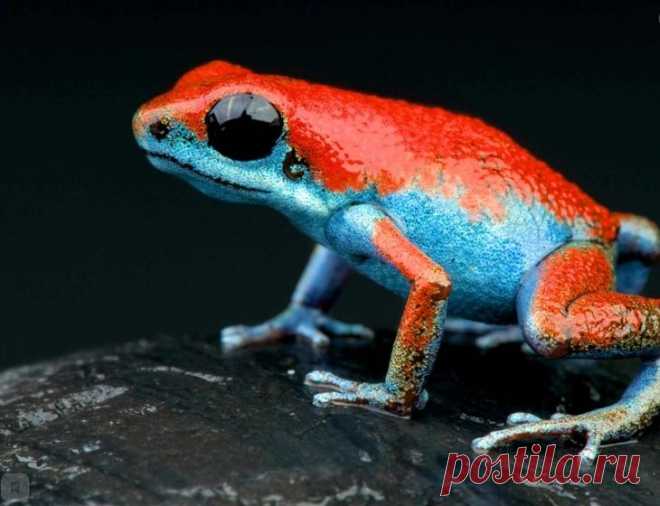 Фото самых ярких и опасных холоднокровных