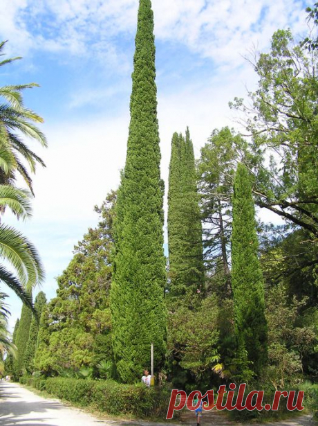 Стройное дерево - Кипарис: , описание вечнозеленого кипариса, выращивание в домашних условиях.
